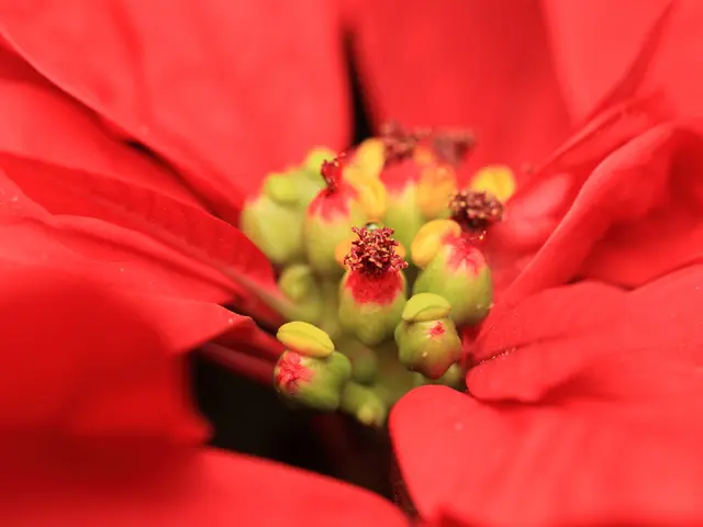 Gathering Edible Eastern Redbud (Cercis canadensis)