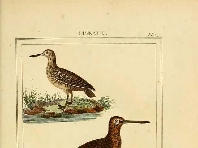 discovered methods for adopting a hummingbird for personal care, achieving birds' preservation