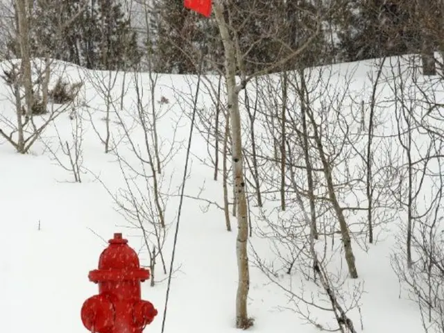 Top Performing Hydrangeas for Shade-Loving Yards