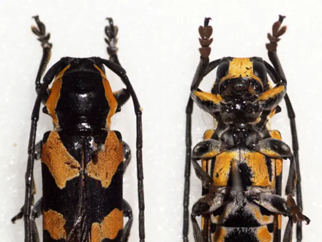 Enhancing Bremen's greenery: BSAG station at Ulrichplatz receives an insect-friendly rooftop...