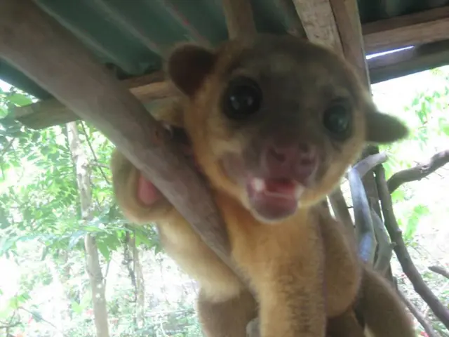 Wildlife from the Aviary: The Band of Raccoons