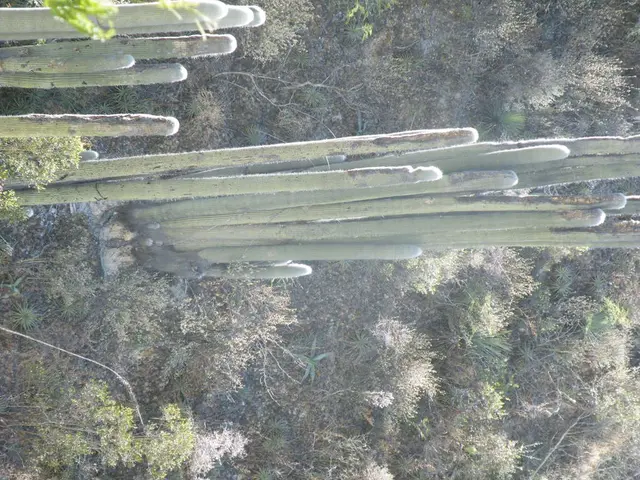 Cultivating Cacti: What's the Ideal Depth in the Ground?