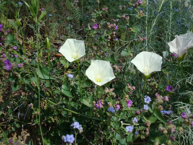 Intrusive Plant Species to Watch Out in Rhode Island, and Alternative Native Plants to Consider