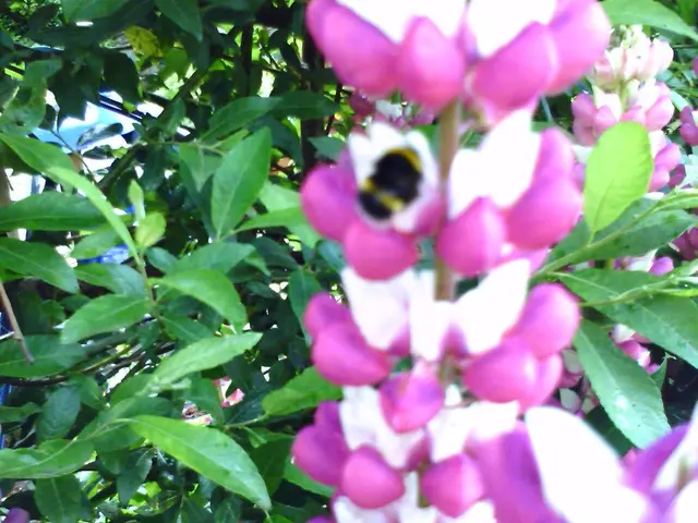 Necessary Techniques and Tips for Trimming Pink Princess Philodendron: A Comprehensive Guide