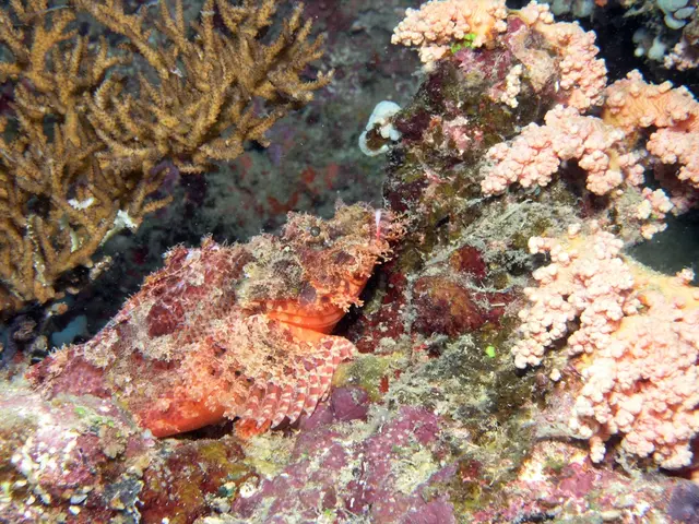 Hedgehog population decimated by divers; reemergence of seaweed in Santa Monica Bay confirmed