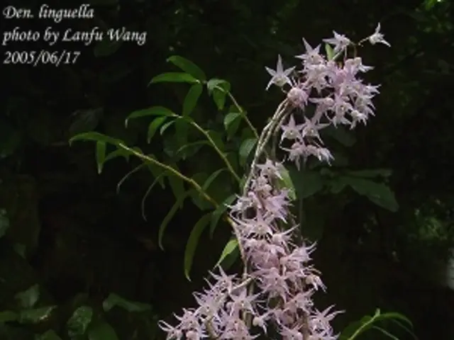 Strategies for Cultivating Fuchsia Flowers