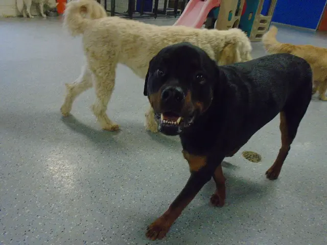 Designated swimming area now opens to canine companions.