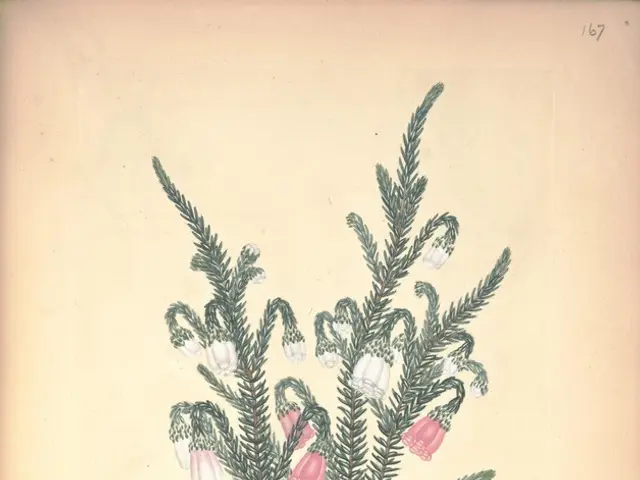 Celebrate the Holidays in Style with Holly Plants: Learn How to Grow Your Own for Vibrant Christmas...