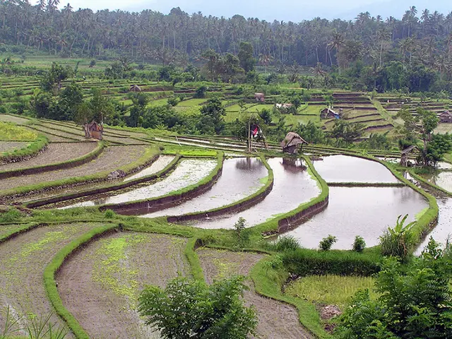 Residing in a modest dwelling in the Philippines, we, along with our two offspring, find ourselves...