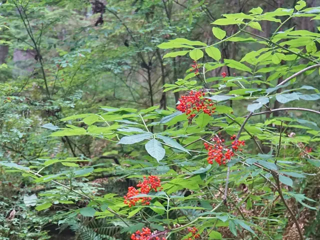 Gathering or Harvesting Eastern Redbud (Cercis canadensis)