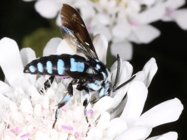 In this picture I can see the insect on the flower.