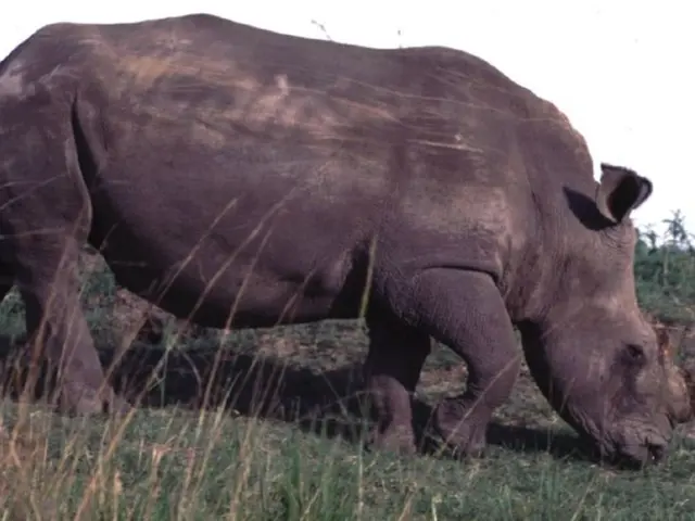 In the image there is a rhinoceros standing on the ground. On the ground there is grass. In the...