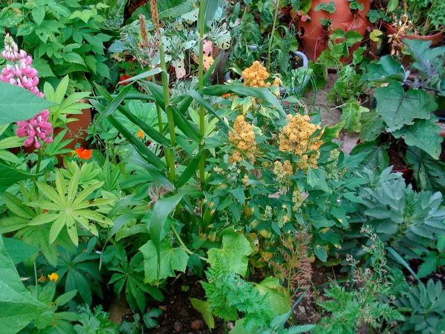 It is a garden with a lot of plants,some of the plants are flower plants.